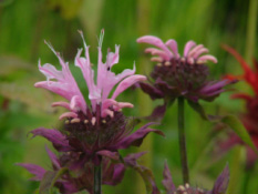 Monarda 'Beauty of Cobham'Bergamotplant bestellen